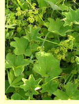 Манжетка грациозная (Alchemilla grasilis Opiz.) Манжетка грациозная (Alchemilla grasilis Opiz.)